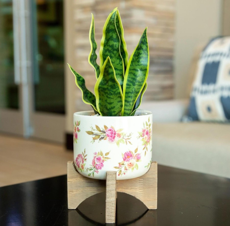 Accessories Flora Bunda | 12" Snake Plant In Floral Ceramic