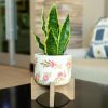 Clothing Flora Bunda | 12" Snake Plant In Floral Ceramic