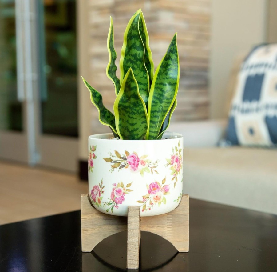 Clothing Flora Bunda | 12" Snake Plant In Floral Ceramic